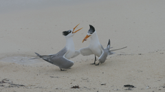 Thalasseus bengalensis