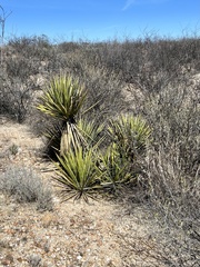 Yucca baccata