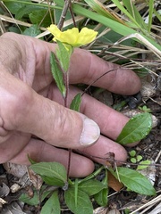 Crocanthemum carolinianum
