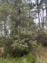 Cliftonia monophylla