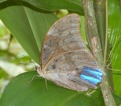 Morpho menelaus