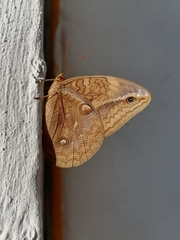 Opsiphanes boisduvallii