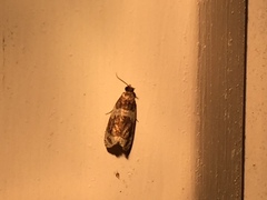 Olethreutes fasciatana