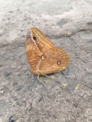 Opsiphanes boisduvallii