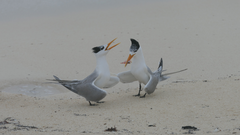 Thalasseus bengalensis