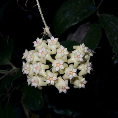 Hoya pottsii