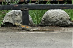 Agama agama