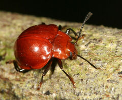 Corynomalus