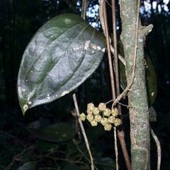 Hoya pottsii