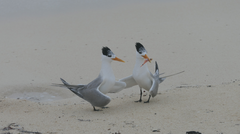 Thalasseus bengalensis