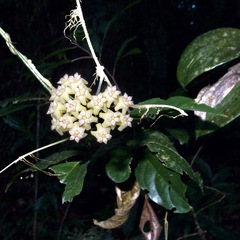 Hoya pottsii