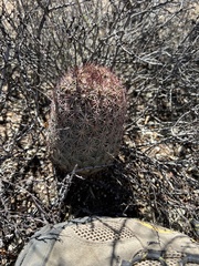 Echinomastus erectocentrus erectocentrus