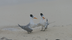 Thalasseus bengalensis