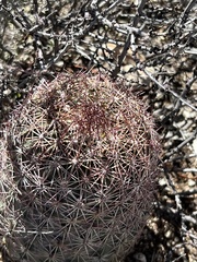 Echinomastus erectocentrus erectocentrus