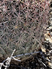Echinomastus erectocentrus erectocentrus