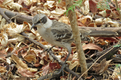 Mimus parvulus