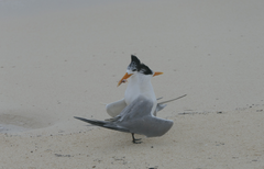 Thalasseus bengalensis