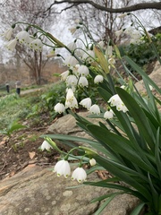 Leucojum