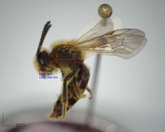 Andrena fenningeri