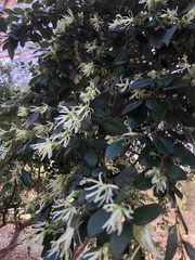 Loropetalum