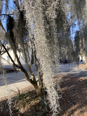 Tillandsia usneoides