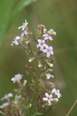 Chaenostoma floribundum