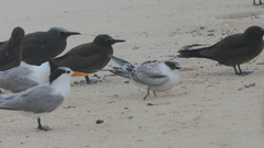 Thalasseus bengalensis