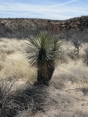 Yucca elata