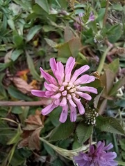 Trifolium resupinatum
