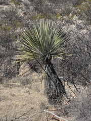 Yucca elata