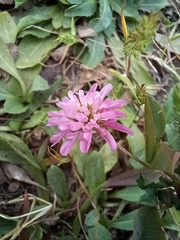 Trifolium resupinatum