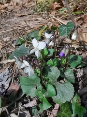 Viola alba