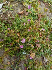 Trifolium resupinatum