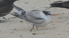 Thalasseus bengalensis