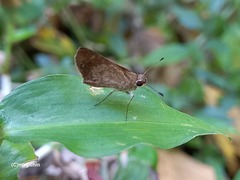 Callimormus saturnus