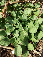 Ballota nigra