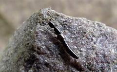 Xantholinus longiventris