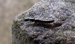 Xantholinus longiventris