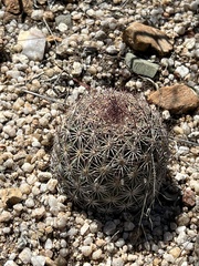Echinomastus erectocentrus erectocentrus