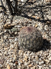 Echinomastus erectocentrus erectocentrus