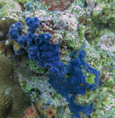 Chalinula nematifera