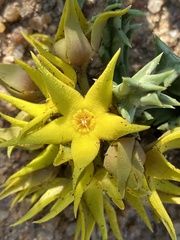 Orbea lutea