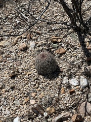 Echinomastus erectocentrus erectocentrus