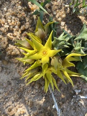 Orbea lutea