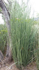 Euphorbia tithymaloides tithymaloides