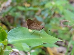 Callimormus saturnus