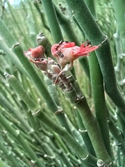 Euphorbia tithymaloides tithymaloides