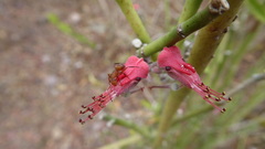 Euphorbia tithymaloides tithymaloides