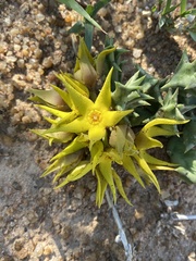 Orbea lutea