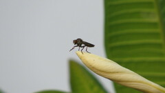 Ommatiini